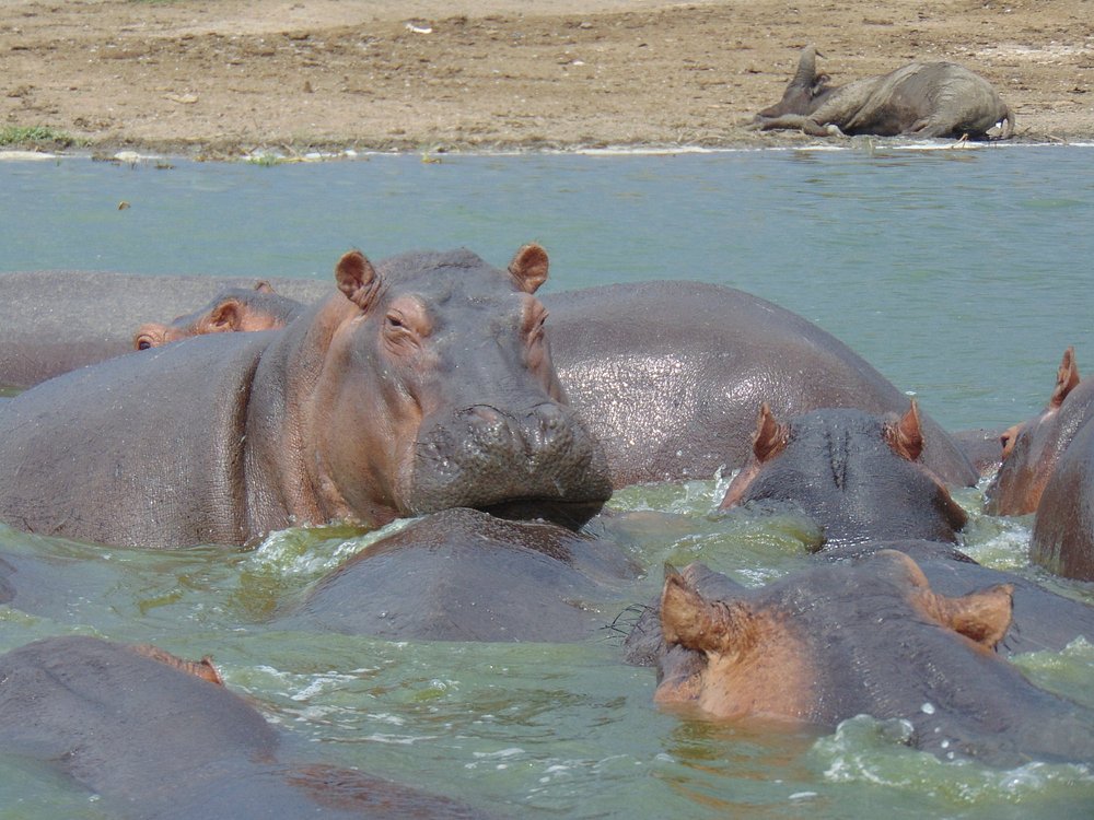 Hippopotamus at Kazinga Channel in Queen Elizabeth National Park