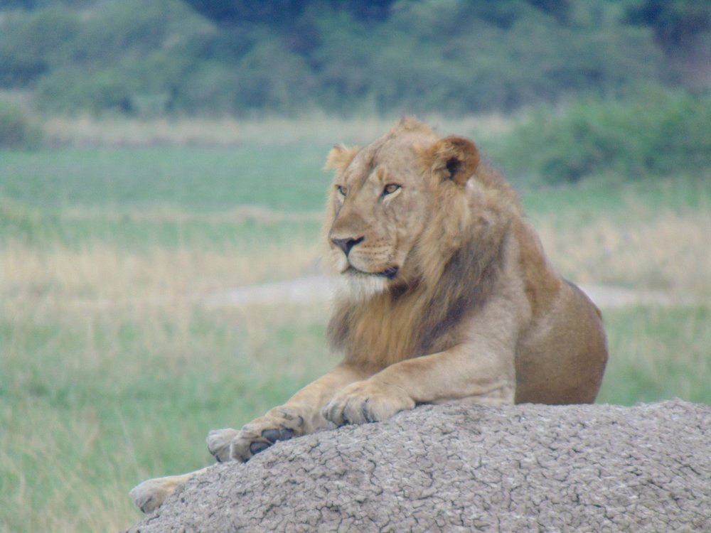 Lion chilling in Murchison Falls National Park