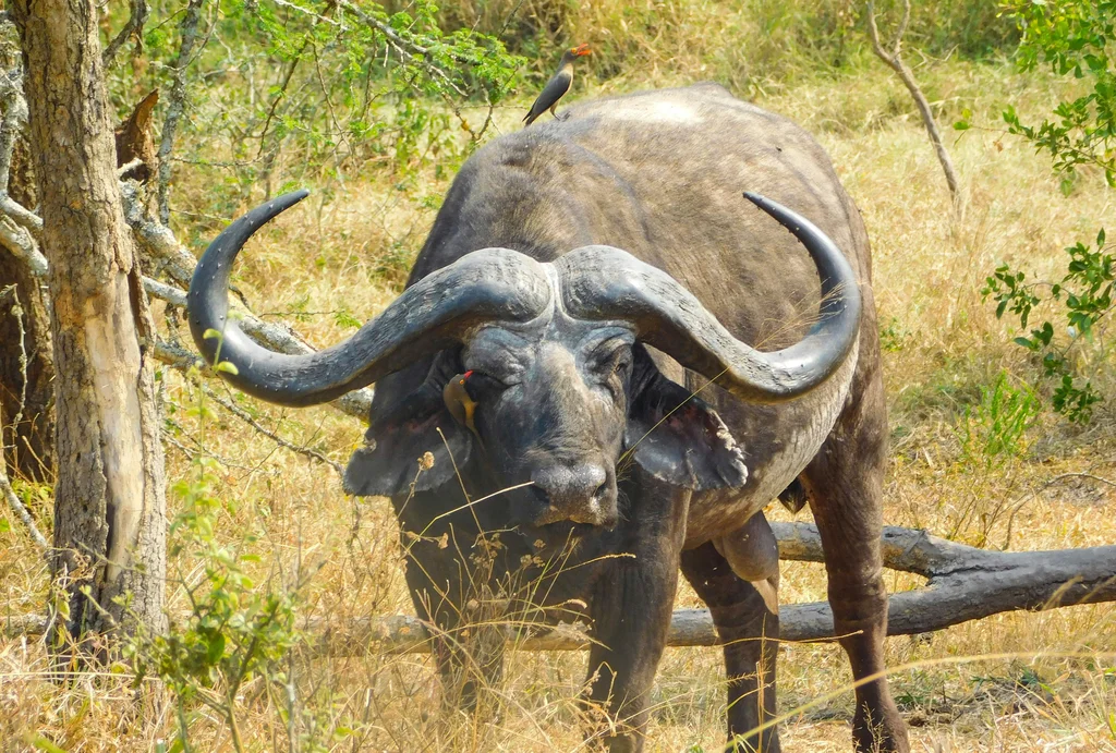 Akagera National Park Image