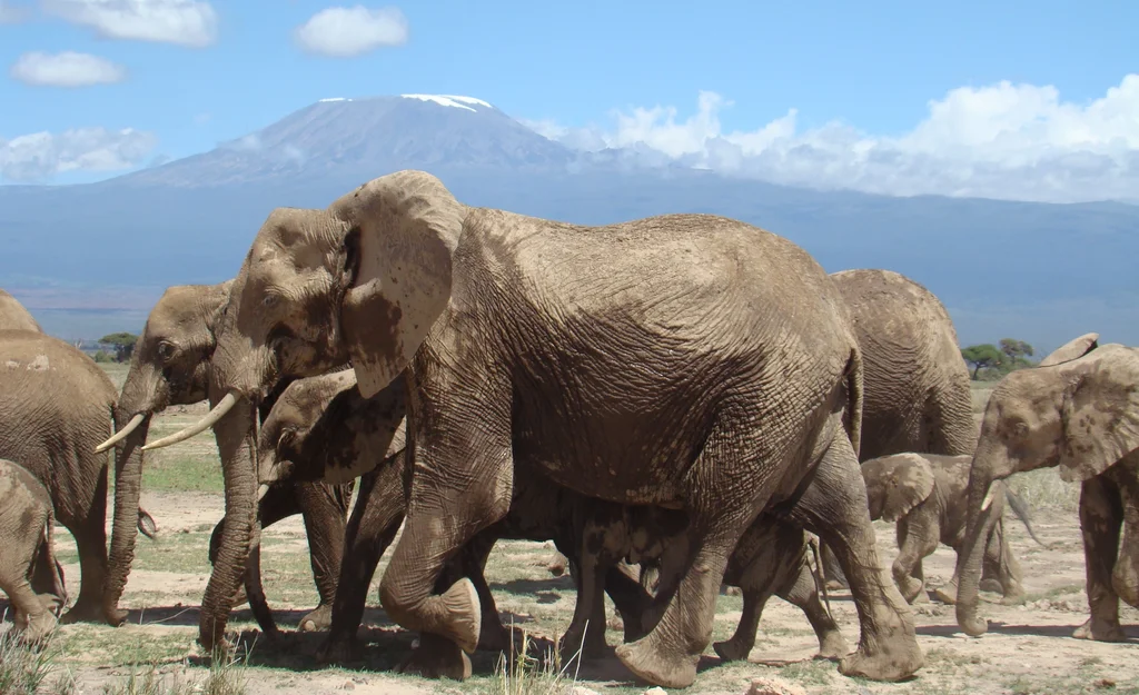 Amboseli National Park Image