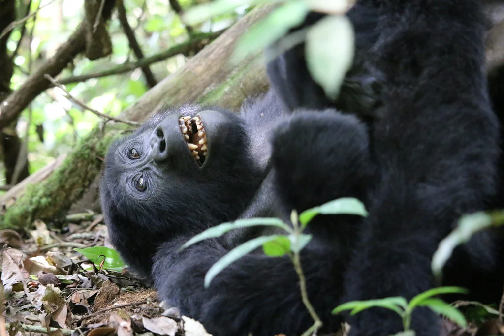 Bwindi Impenetrable National Park