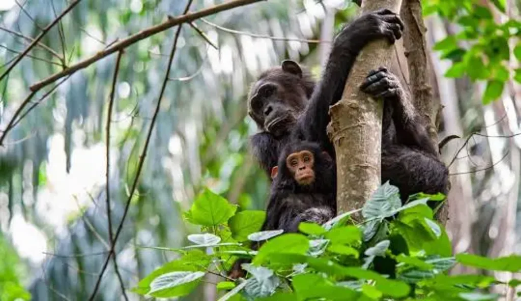 Gombe Stream National Park Image