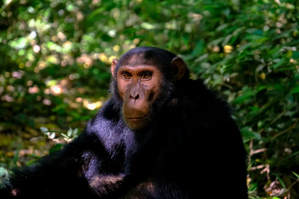 Kibale National Park Image