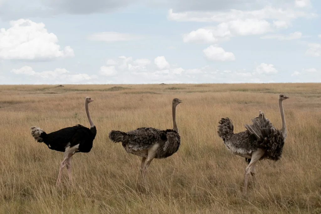 Kidepo Valley National Park Image