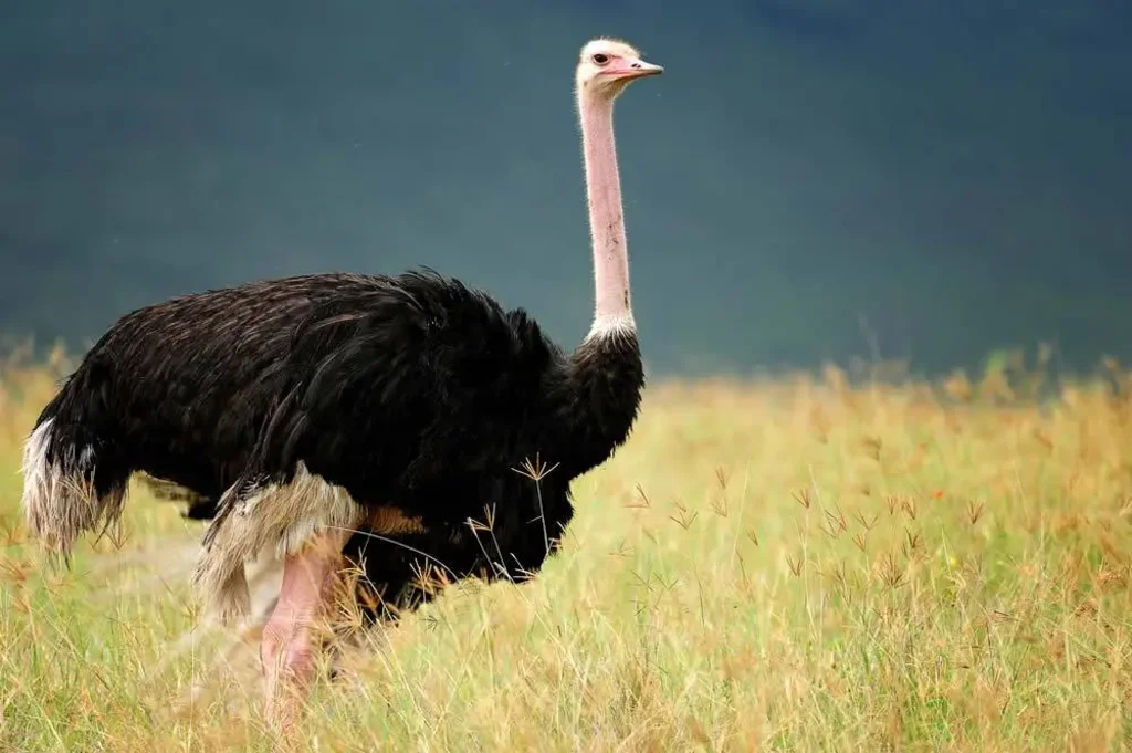 Kitulo National Park Image