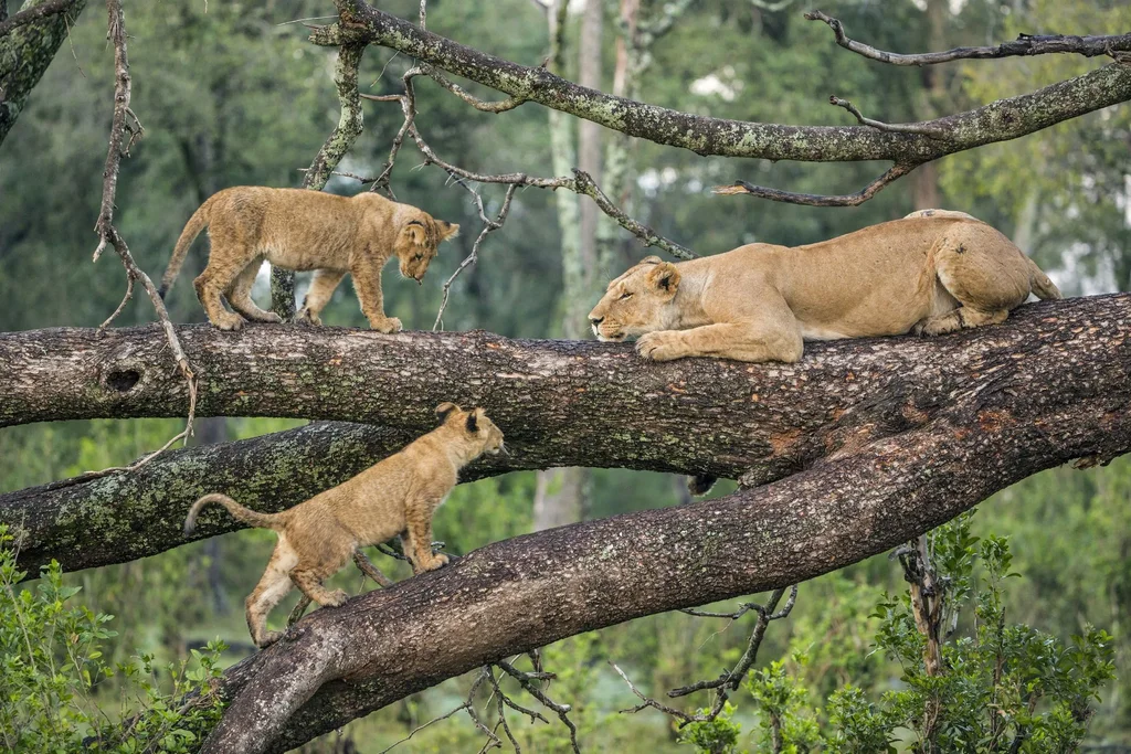 Lake Manyara National Park Image