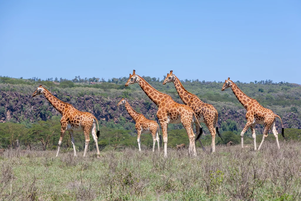 Masai Mara Reserve Image