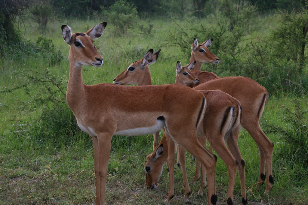 Lake Mburo National Park Image