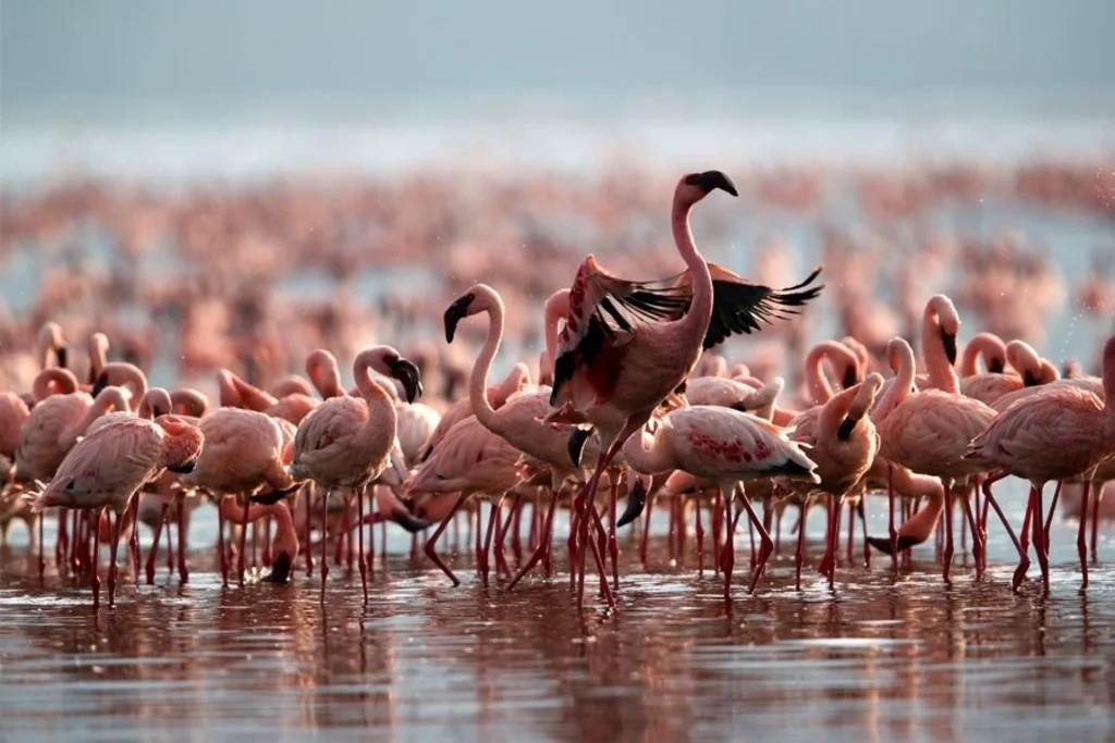 Lake Nakuru National Park Image