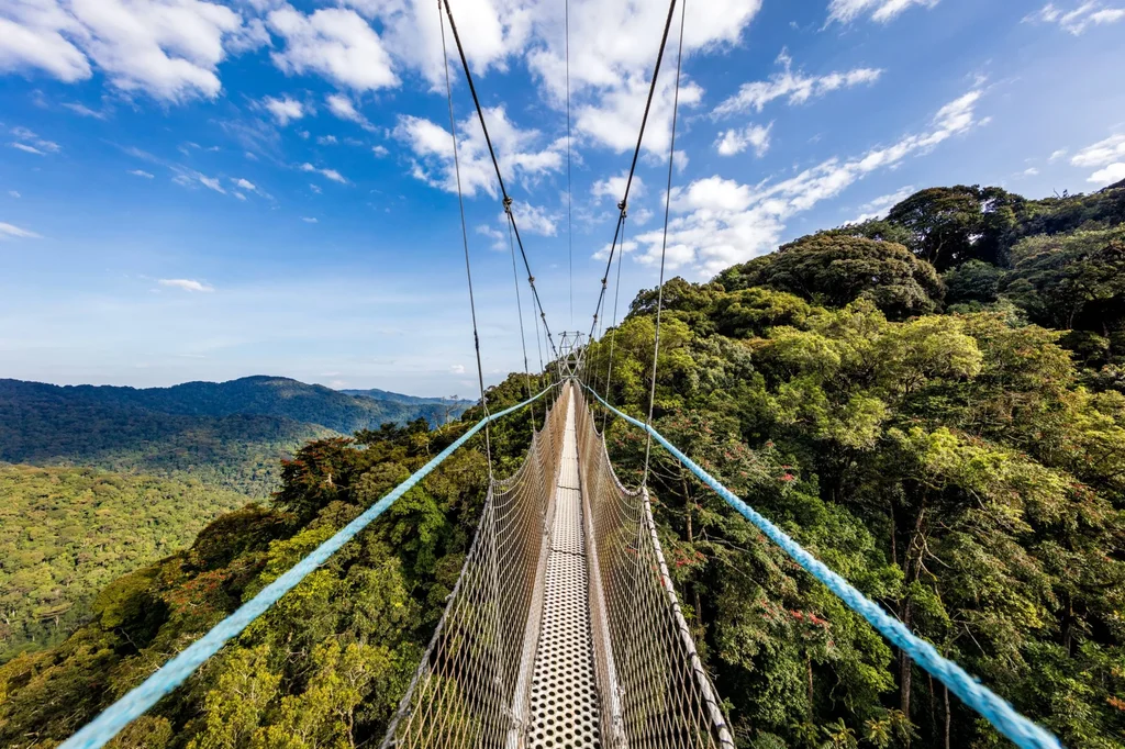 Nyungwe Forest National Park Image