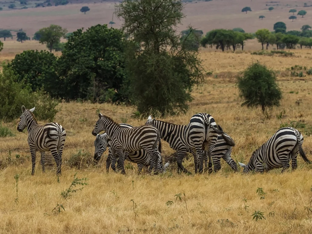 Pian Upe Wildlife Reserve Image