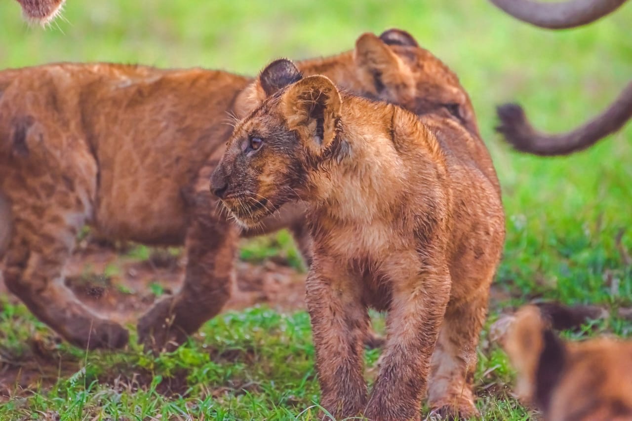 Queen Elizabeth National Park Image