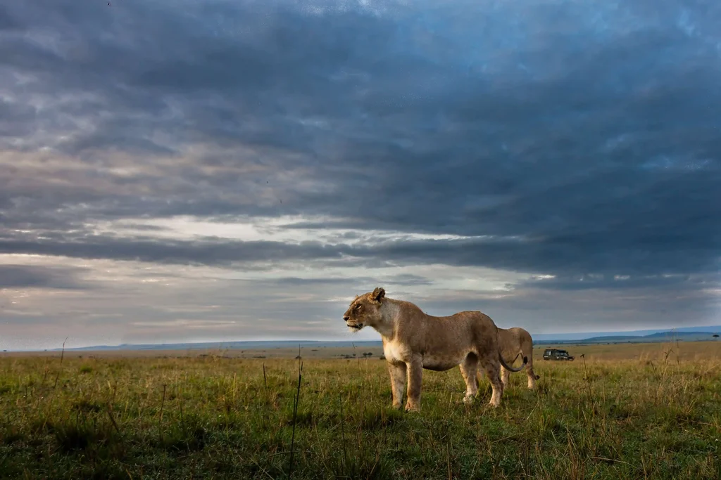 Ruaha National Park Image