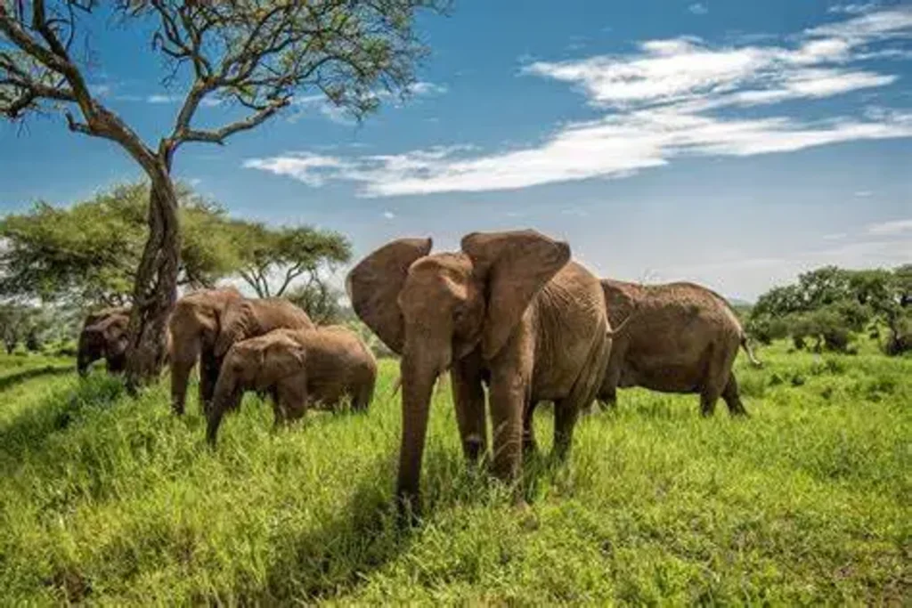 Tarangire National Park Image