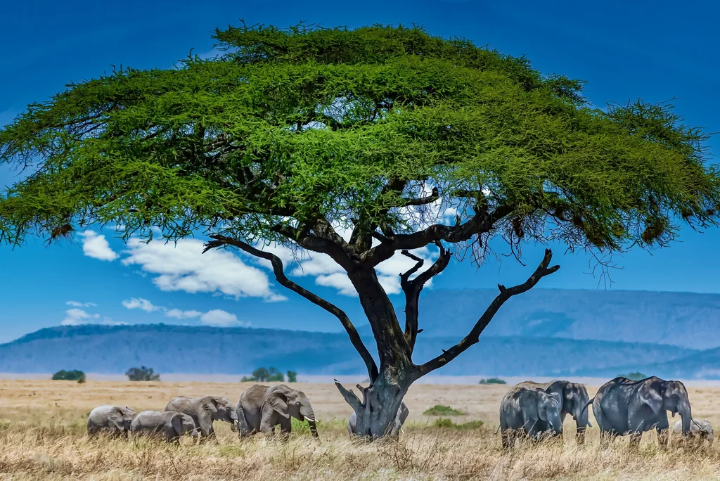 Tsavo East National Park Image