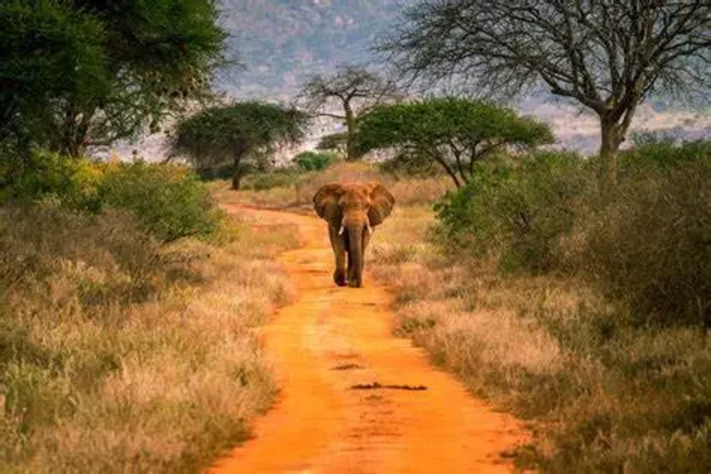 Tsavo West National Park Image