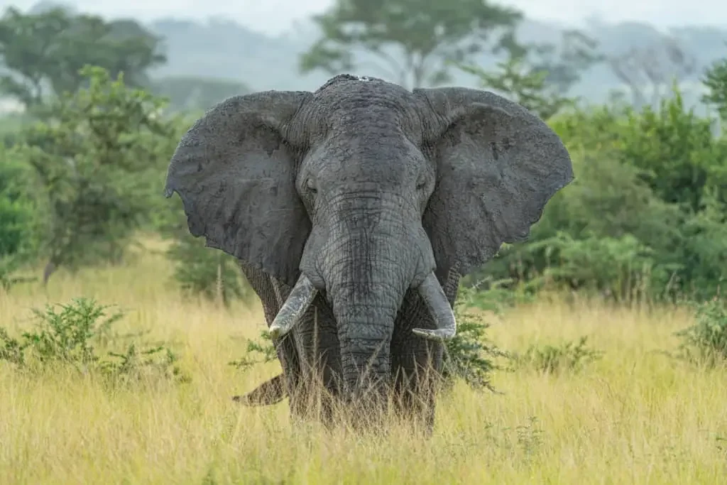 Toro-Semuliki Wildlife Reserve Image